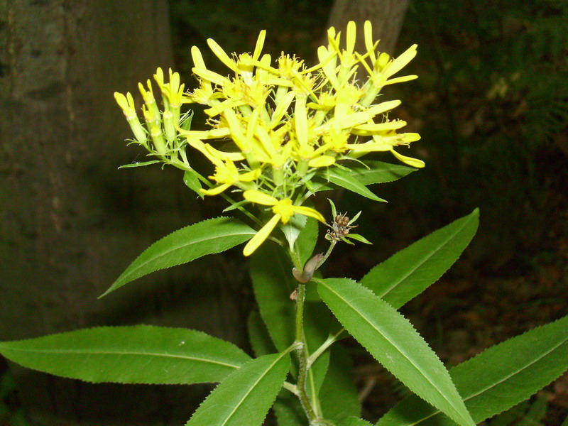 Senecio ovatus (=Senecio fuchsii) / Senecione di Fuchs